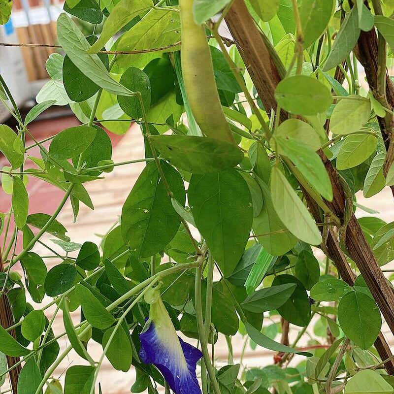 Chia sẻ kinh nghiệm trồng cây Hoa Đậu Biếc (Clitoria ternatea) ra hoa nhiều, ra quả để nhân giống