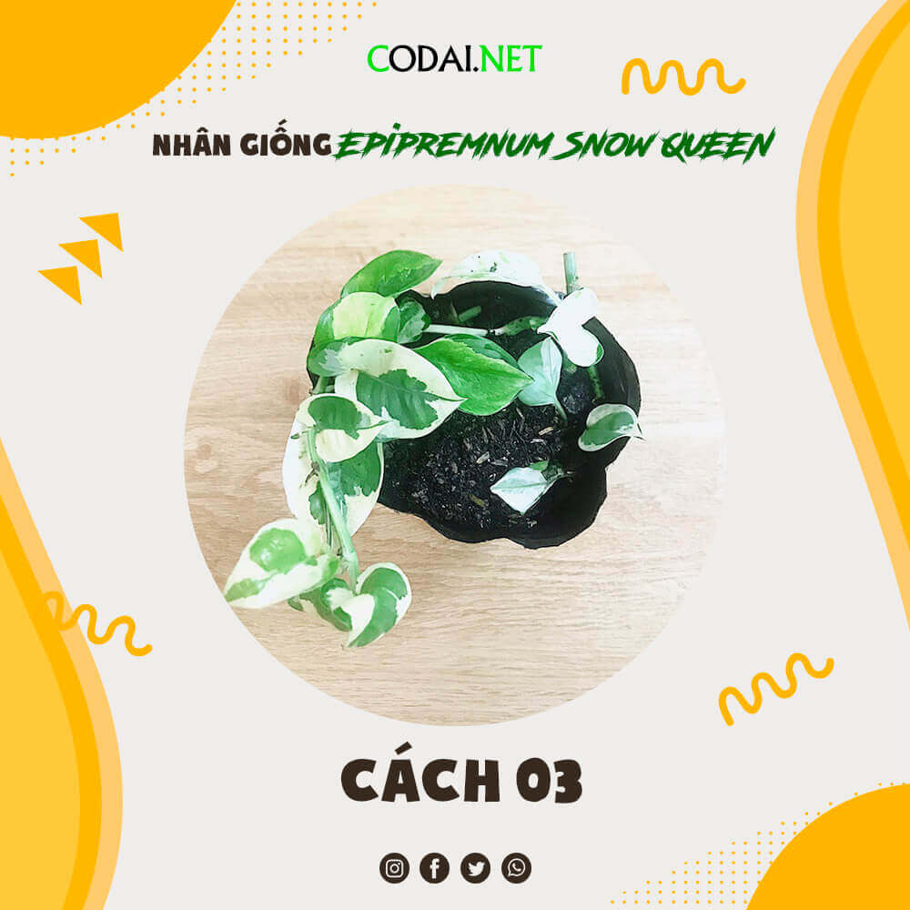 Hướng dẫn bằng hình ảnh cách nhân giống nhanh nhất cây Trầu Bà Nữ Hoàng Tuyết (Epipremnum Snow Queen)