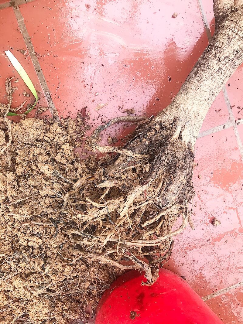Sau khi loại bỏ một phần đất ở gốc, các rễ thối đã xuất hiện