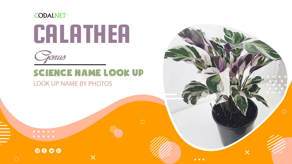 Look up Science Name by Photos: All species from genus Calathea