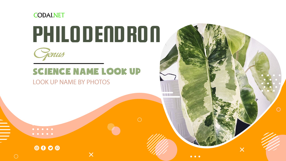 Look up Science Name by Photos: All species from genus Philodendron