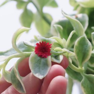 Thông tin thêm về cây Babysun Rose – Hoa Hồng Mặt Trời Nhỏ  – Aptenia cordifolia ‘Variegata’ (Variegated Baby Sun Rose)
