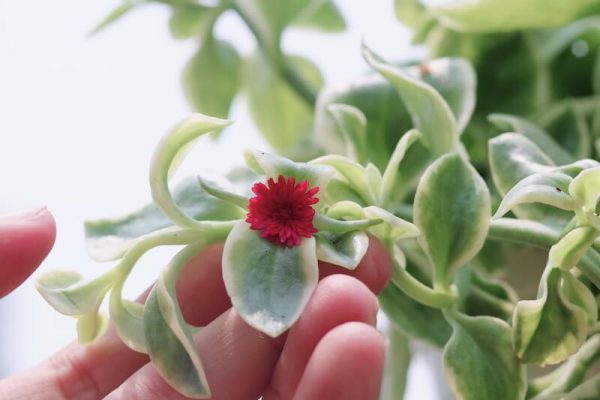Thông tin thêm về cây Babysun Rose – Hoa Hồng Mặt Trời Nhỏ – Aptenia cordifolia ‘Variegata’ (Variegated Baby Sun Rose)