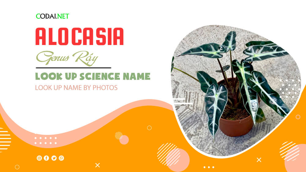 Look up Science Name by Photos: All species from genus Alocasia