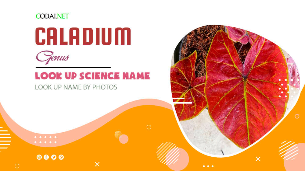 Look up Science Name by Photos: All species from genus Caladium