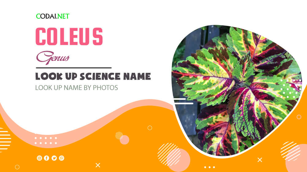 Look up Science Name by Photos: All species from genus Coleus