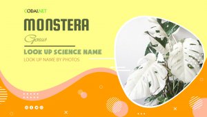 Look up Science Name by Photos: All species from genus Monstera