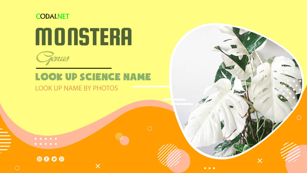 Look up Science Name by Photos: All species from genus Monstera
