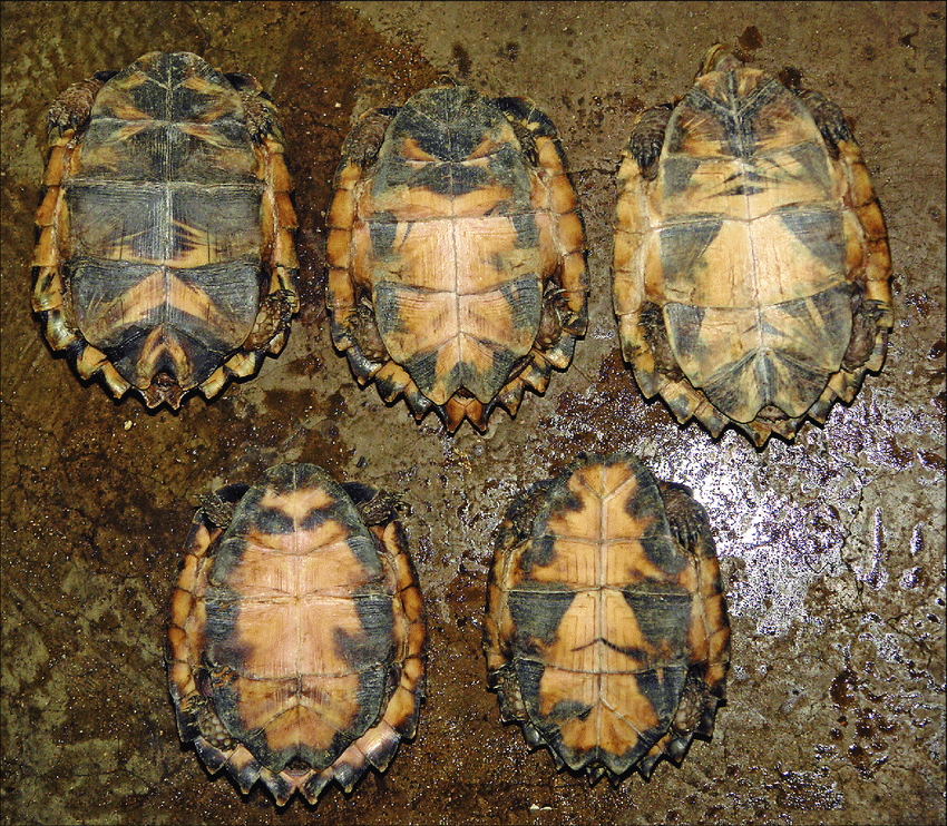 Hình ảnh yếm rùa của ba mẫu vật nghi là Cuora mouhotii obsti (hàng trên) và hai mẫu vật nghi là Cuora mouhotii mouhotii (hàng dưới) được bắt gặp tại chợ Qing Ping (Quảng Châu, Trung Quốc) vào tháng 09/2007