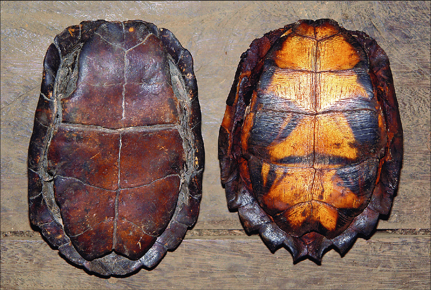 Bên trái: Yếm rùa nguyên bản của Cuora mouhotii mouhotii được tìm thấy tại làng Ban Keng Koung (Lào); mẫu bên phải hiển thị các vân đen bức xạ hình tam giác rõ ràng, một đặc điểm điển hình của Cuora mouhotii obsti.