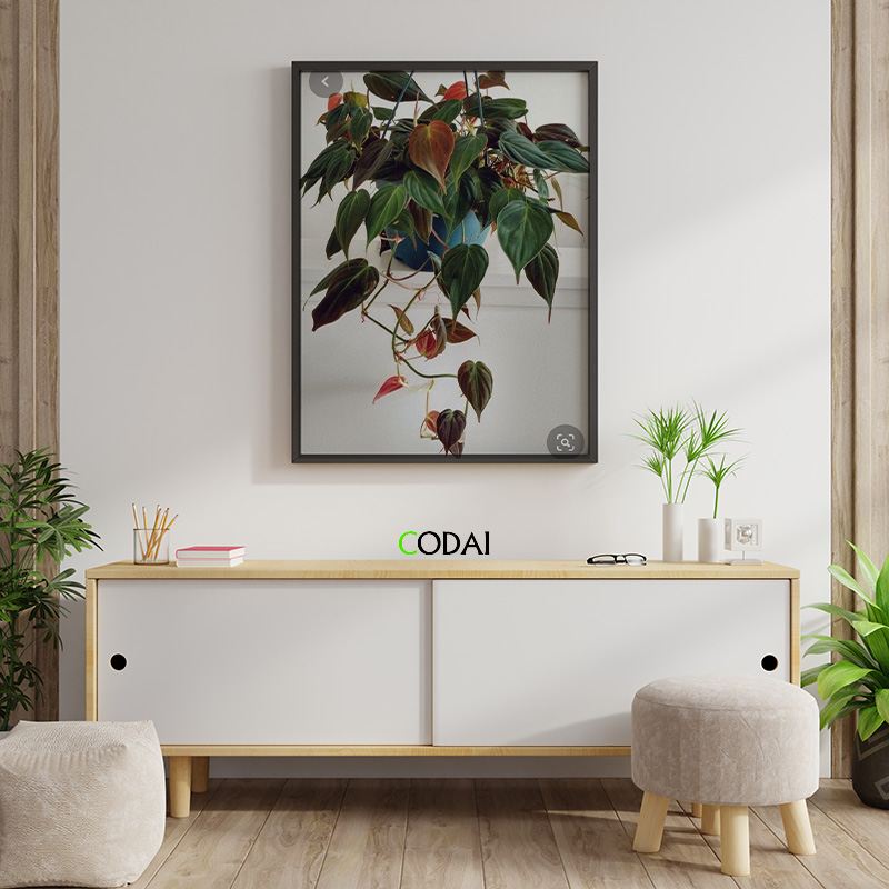 TOP 12 loài Philodendron trồng trong nhà (indoor) phổ biến nhất thế giới (kèm hình ảnh và cách chăm sóc)