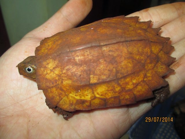 Rùa Lá Ngực Đen, Rùa Lá Tam Đảm (Black-breasted leaf turtle, Geoemyda spengleri) trưởng thành