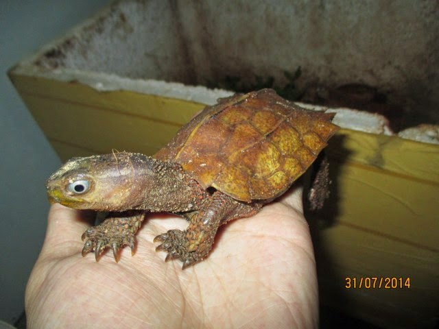 Rùa Lá Ngực Đen, Rùa Lá Tam Đảm (Black-breasted leaf turtle, Geoemyda spengleri) rất dễ bị nhầm với Rùa Sa Nhân nhỏ