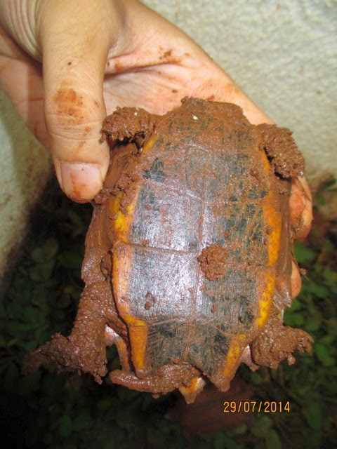 Rùa Lá Ngực Đen, Rùa Lá Tam Đảm (Black-breasted leaf turtle, Geoemyda spengleri) rất dễ bị nhầm với Rùa Sa Nhân nhỏ có yếm gồm một khoảng màu đen chiếm 70 - 95% diện tích yếm