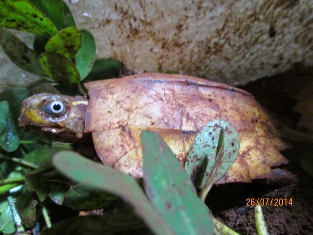 Rùa Lá Ngực Đen, Rùa Lá Tam Đảm (Black-breasted leaf turtle, Geoemyda spengleri) có mắt màu trắng, Rùa Sa Nhân thì mắt màu nâu, đỏ, vàng, cam.
