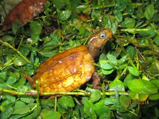 Rùa Lá Ngực Đen, Rùa Lá Tam Đảm (Black-breasted leaf turtle, Geoemyda spengleri) có mỏ để thích nghi với việc ăn động vật nhỏ