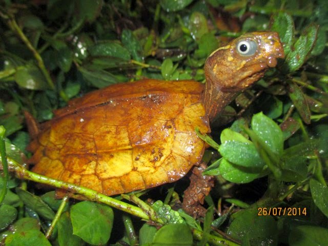 Rùa Lá Ngực Đen, Rùa Lá Tam Đảm (Black-breasted leaf turtle, Geoemyda spengleri) có cổ rất dài và có dáng hóng chuyện rất đáng yêu
