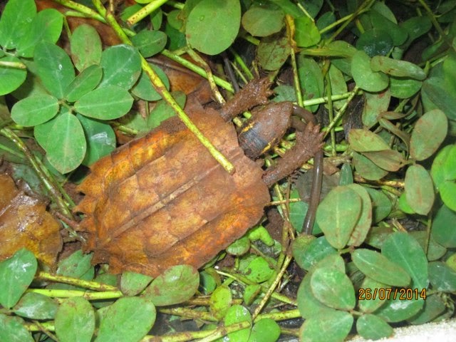 Rùa Lá Ngực Đen, Rùa Lá Tam Đảm (Black-breasted leaf turtle, Geoemyda spengleri) rất khoái ăn giun đất