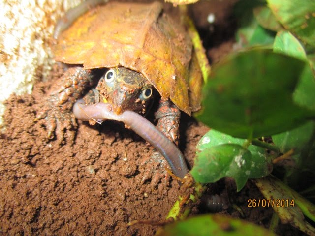 Rùa Lá Ngực Đen, Rùa Lá Tam Đảm (Black-breasted leaf turtle, Geoemyda spengleri) nên được cho ăn giun đất, chúng ít khi ăn rau, quả