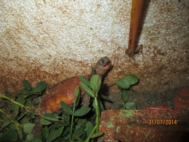 Rùa Lá Ngực Đen, Rùa Lá Tam Đảm (Black-breasted leaf turtle, Geoemyda spengleri) có thể được cho ăn Dế non