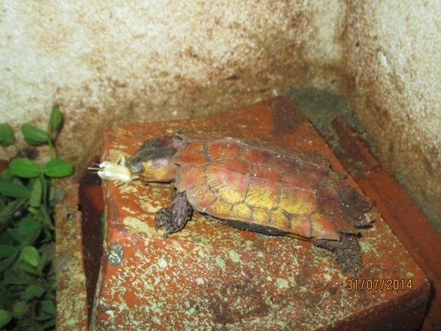Rùa Lá Ngực Đen, Rùa Lá Tam Đảm (Black-breasted leaf turtle, Geoemyda spengleri) đực to nhất đàn luôn thể hiện quyền uy bằng cách đứng ở những chỗ cao nhất, bao quát nhất