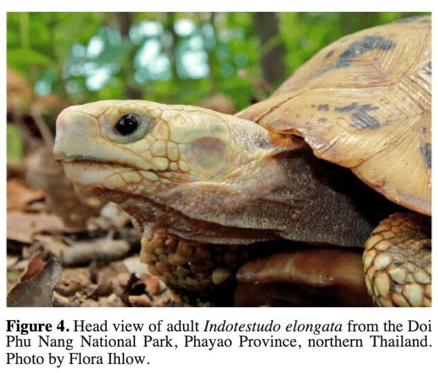 Hình ảnh đầu của Rùa Núi Vàng trưởng thành từ công viên quốc gia Doi Phu Nang, tỉnh Phayao, miền Bắc Thái Lan. Ảnh của Flora Ihlow.