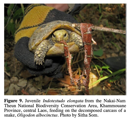 Con Rùa Núi Vàng - Indotestudo elongata còn non từ Khu Bảo tồn Đa dạng Sinh học Quốc gia Nakai-Nam Theun, tỉnh Khammouane, miền Trung Lào, ăn xác một con rắn đã phân hủy, Oligodon albocinctus. Ảnh của Sitha Som.