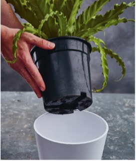 Check for drainage holes Make sure the plant’s pot has adequate drainage to prevent it from rotting. If it does not, repot it when you get home.