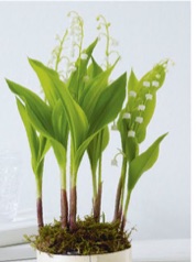 Grow lilies of the valley from rhizomes, known as “pips”, which are sold in winter with the roots already growing. Soak the pips for 2 hours, then plant in soil-based compost in tall, deep pots with drainage holes, so the top of the pips are just below the surface. Water and leave in a cool room in light shade, out from direct sun. Flowers will appear 3–5 weeks later.