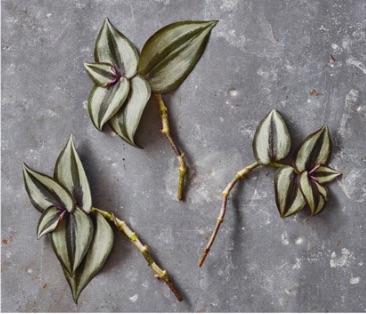  2Remove the lower 2–3 leaves (or sets of leaves, if they are opposite each other). Take a few cuttings using this method, making sure you leave plenty of stems on the parent plant.