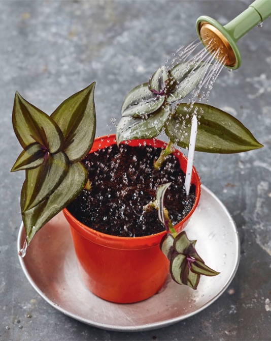 5Insert up to 3 cuttings per pot, or plant 6 in a small seed tray. Settle the compost around the stems by watering lightly with a watering can fitted with a rose attachment.