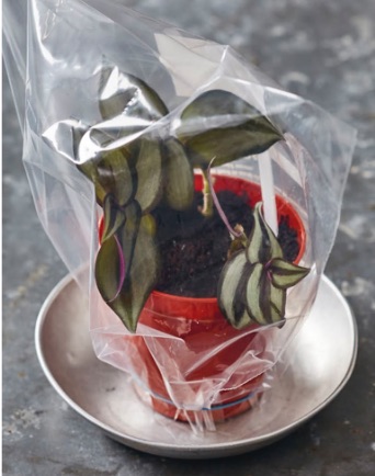 6Cover the pot with a plastic bag secured with a rubber band or a tray lid. Keep the compost moist, but not wet. Roots will develop over about 6–8 weeks. When new shoots appear, transplant the cuttings into small pots of multipurpose compost. Set in a bright spot out of direct sun to grow on.
