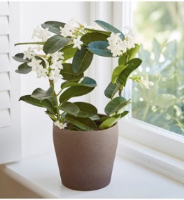 Move plants from cold windowsills during the winter months.