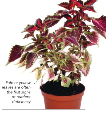 Pale or yellow leaves are often the first signs of nutrient deficiency
