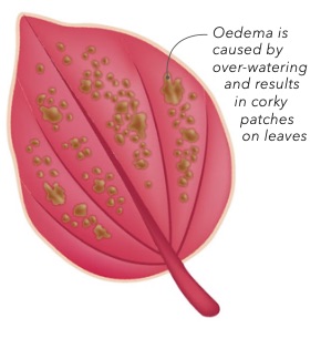 Oedema is caused by over-watering and results in corky patches on leaves