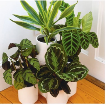 Grouping plants All plants release water through a process known as “transpiration”, just like we do when we breathe out. You can create a tropical microclimate by grouping a few plants together, where each of them will benefit from the moisture released by their neighbours.