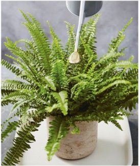 Watering from above Pour water from above if your plant is happy for its foliage to be doused; most tropical plants and ferns are in this category. Make sure that the compost is also soaked or you risk watering the leaves without any moisture reaching the roots.