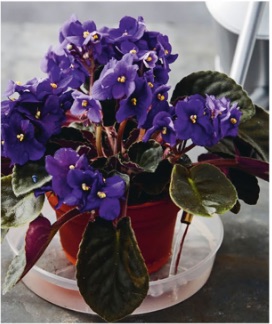 Watering from below Set your plant in a pot with drainage holes in a tray of water about 2cm (3⁄4in) deep. Leave for 20 minutes, then remove and drain. Use this method for plants that do not like wet leaves or stems, such as African violets, or if foliage is covering the compost.