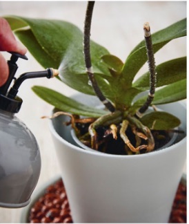 Misting leaves and aerial roots Some plants absorb moisture through their leaves and aerial roots. Examples include orchids, Swiss cheese plants and areca palms. Mist the leaves and roots regularly, but also water the compost to keep them healthy.