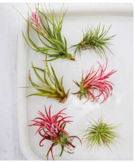 Soaking air plants Air plants are best soaked in a tray of rainwater or distilled water for an hour once a week. After soaking, leave to drain, and make sure they dry fully within 4 hours to prevent them rotting. Alternatively, mist them 2–3 times a week.