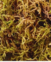 Sphagnum moss can be placed on the surface of compost to help create the moist conditions enjoyed by some plants, such as ferns. It is also included in the growing medium for carnivorous plants and a few other species that like wet or boggy conditions.