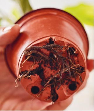 1Most plants are repotted every 2–3 years, or annually when they are young. If you suspect yours is root-bound, check to see if the roots are growing through the drainage holes of its pot.