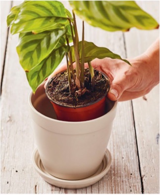 2 - Choose a new pot that is wide and deep enough to fit the root ball, with some space around the edges and at the top to allow for watering. Water the plant well about half an hour before repotting it.