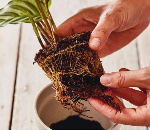  3 - Add a layer of compost to the bottom of the new pot. Remove the plant from its original container. Gently tease out the roots that are tightly packed around the edges or at the bottom, and set the plant on the compost, checking that the top is sitting 1cm (1⁄2in) below the rim. This allows space for water to collect at the top before filtering into the compost.