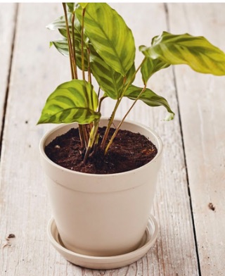 4 - Fill in around the roots with more compost, pressing it down gently to remove any air gaps. Do not bury the stems (or aerial roots, if it has any); it should be at the same depth as it was in its original pot. Water gently, taking care to keep the leaves dry.