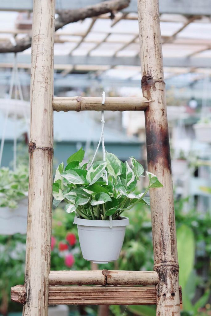 Cây Epipremnum aureum Snow Queen (Trầu Bà Nữ Hoàng Tuyết, Trầu Bà Cẩm Thạch, Trầu Bà Ngọc Thuỷ, Trầu Bà N Joy) chậu nhựa hoặc chậu nhựa treo