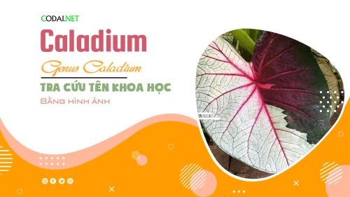 Tra cứu tên khoa học của các loài cây thuộc chi Caladium (Chi Môn) bằng hình ảnh