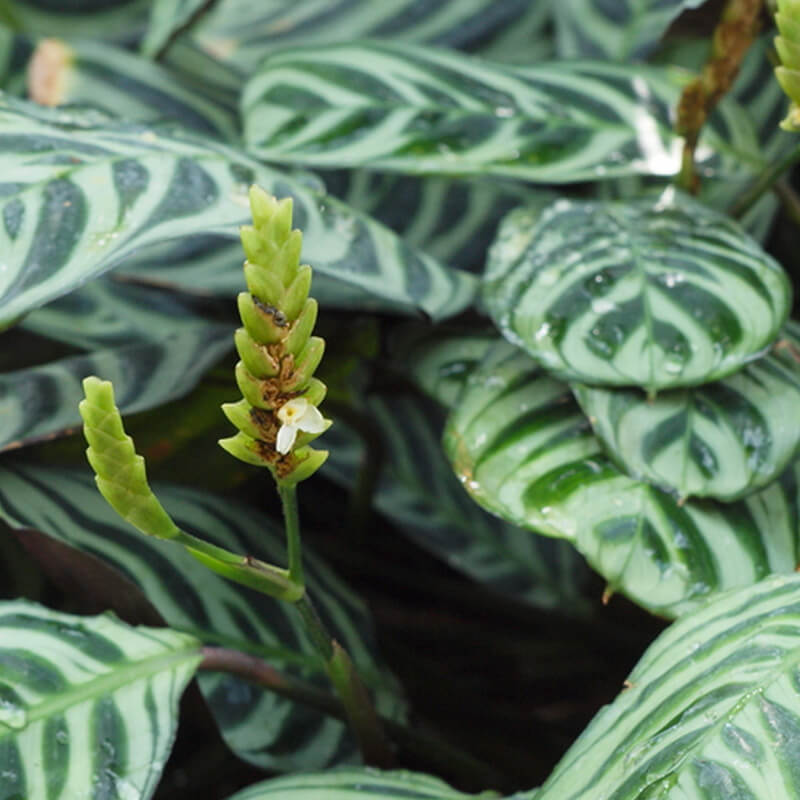 Hoa của cây Ctenanthe burle-marxii có hình dáng khá giống hình một cái lược nhỏ.