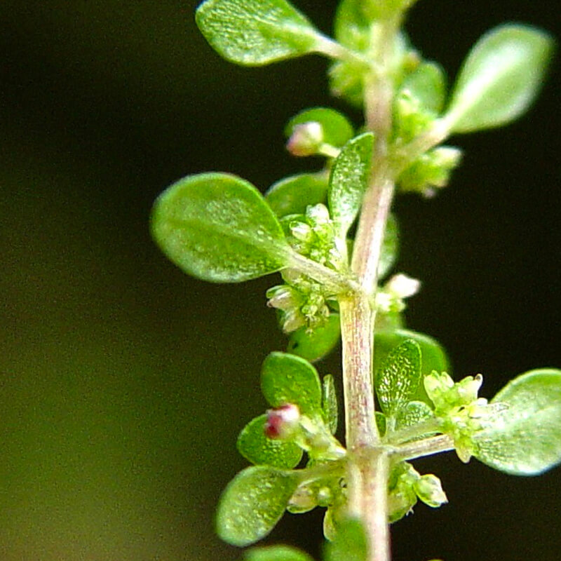 Pilea microphylla: Cận cành cành có hoa đực, hoa cái và quả