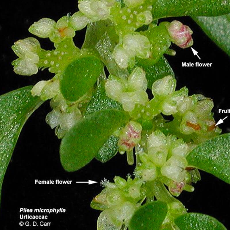 Pilea microphylla: Zoom cận cảnh hoa Đực, hoa Cái và Quả